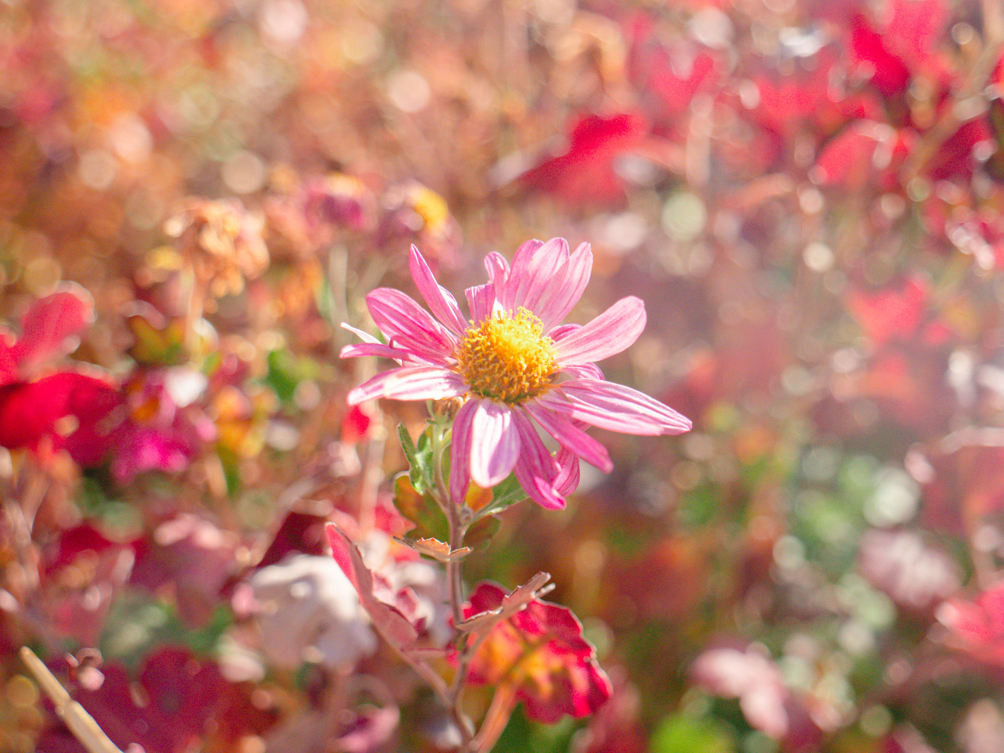 光の中の花